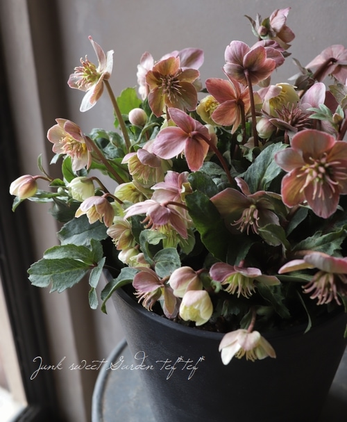 クリスマスローズ 『スノーダンス』 超特大鉢 | すべての商品 | | Junk