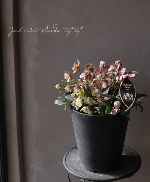 クリスマスローズ 『スノーダンス』 超特大鉢 | すべての商品 | | Junk