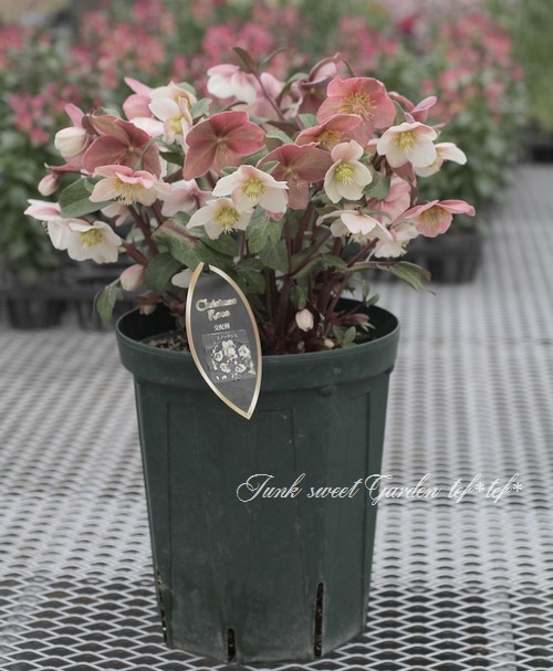 クリスマスローズ 『スノーダンス』 超特大鉢 | すべての商品 | | Junk