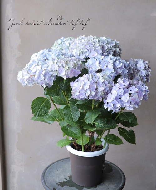 紫陽花 『ありがとう』 | すべての商品 | | Junk sweet Garden tef*tef*