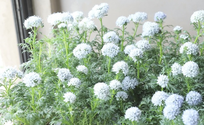 ꥢ إץ󥵡١ۥ磻ȡ