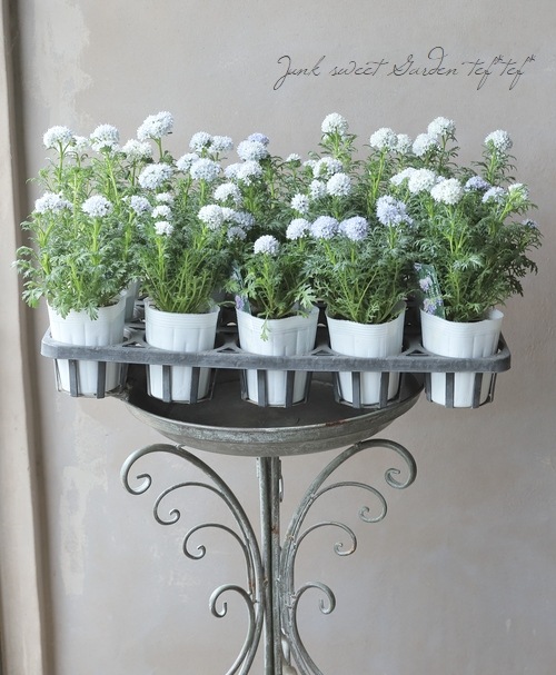 ꥢ إץ󥵡١ۥ磻ȡ