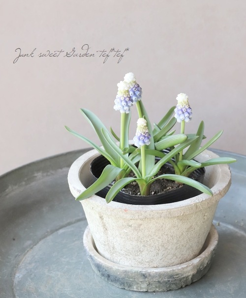 �ڻ��ߡ� �⥹�ݥåȡ�����������ɡ�����ƥ������ۥ磻�� S