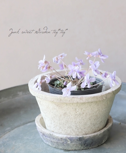 �ڻ��ߡ� �⥹�ݥåȡ�����������ɡ�����ƥ������ۥ磻�� S