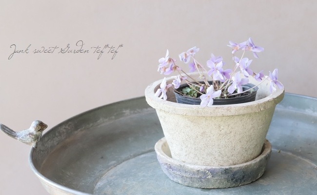 �ڻ��ߡ� �⥹�ݥåȡ�����������ɡ�����ƥ������ۥ磻�� S