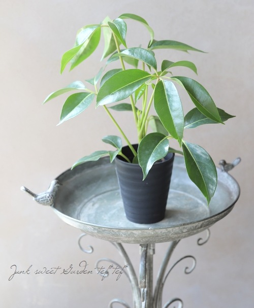 �ڴ��տ�ʪ�ۡ��ĥԥ��󥵥����إ���ץȥ�ĥ��١�