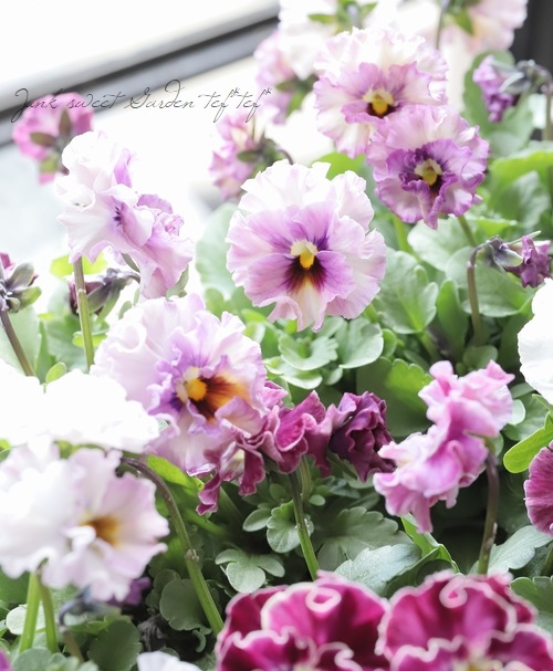 ���ե��餭�ӥ��顡�إƥ������ɡ� �����¥��ꥸ�ʥ�