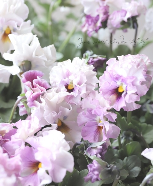 ���ե��餭�ӥ��顡�إƥ������ɡ� �����¥��ꥸ�ʥ�