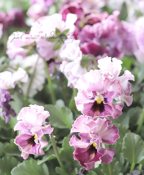 ���ե��餭�ӥ��顡�إƥ������ɡ� �����¥��ꥸ�ʥ�