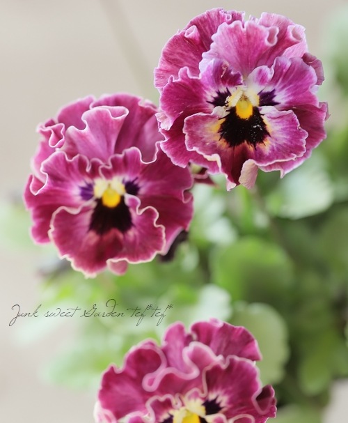 ���ե��餭�ӥ��顡�إƥ������ɡ� �����¥��ꥸ�ʥ�