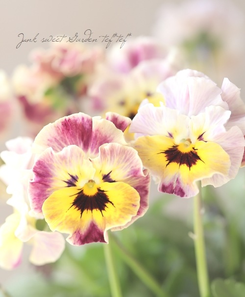 ���ե��餭�ӥ��顡�إƥ������ɡ� �����¥��ꥸ�ʥ�