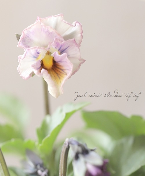 ���ե��餭�ӥ��顡�إƥ������ɡ� �����¥��ꥸ�ʥ�