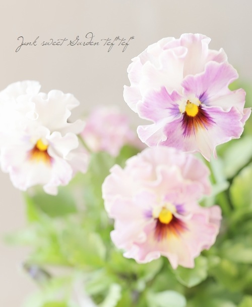 ���ե��餭�ӥ��顡�إƥ������ɡ� �����¥��ꥸ�ʥ�