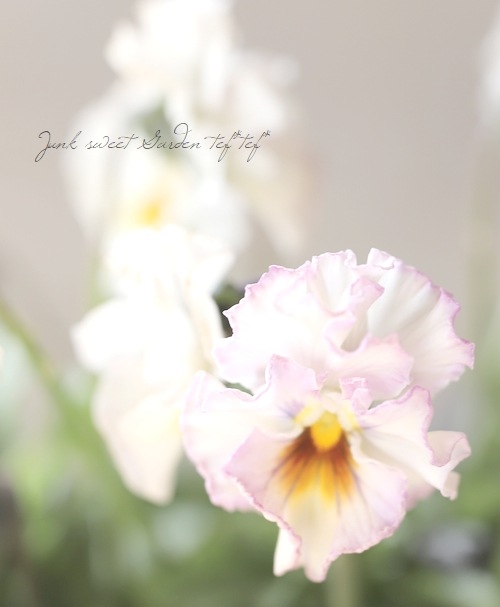 ���ե��餭�ӥ��顡�إƥ������ɡ� �����¥��ꥸ�ʥ�