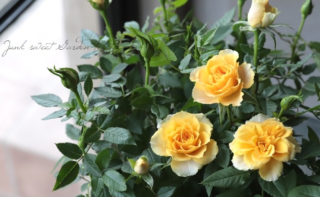 ミニバラ ルシンド コルダナ すべての商品 Junk Sweet Garden Tef Tef
