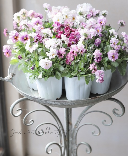 ���ե��餭�ӥ��顡�إƥ������ɡ� �����¥��ꥸ�ʥ�