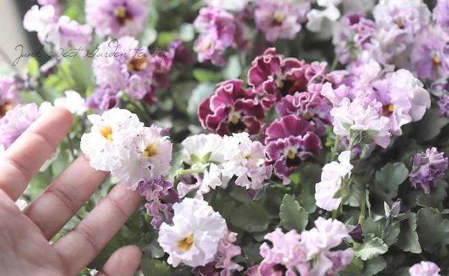 ���ե��餭�ӥ��顡�إƥ������ɡ� �����¥��ꥸ�ʥ�