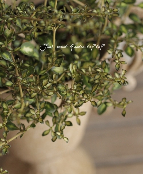 ���ץ����� �إӡ��ȥ��󥺥�����ɡ�