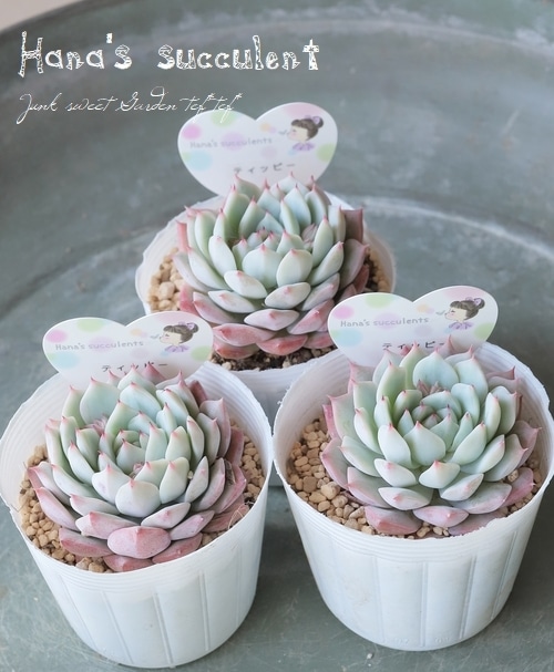 多肉植物】 エケベリア 『ティッピー』 【はなちゃんの多肉】 | すべて