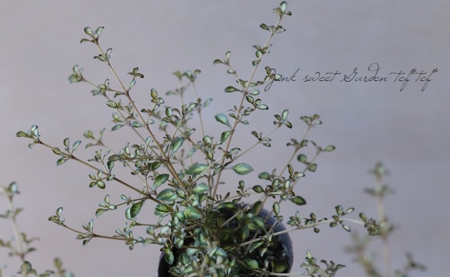 ���ץ����� �إӡ��ȥ��󥺥�����ɡ�