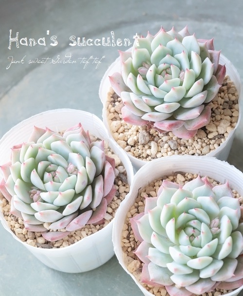 苺ティピ 多肉植物 希少種♪ 山苺ティピ 多肉植物♥ - メルカリ