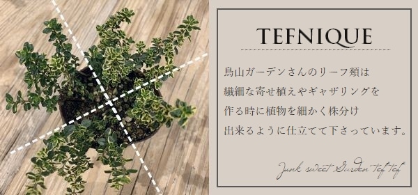 ���ץ����� �إӡ��ȥ��󥺥�����ɡ�