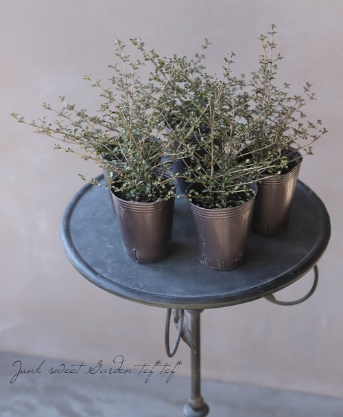 ���ץ����� �إӡ��ȥ��󥺥�����ɡ�