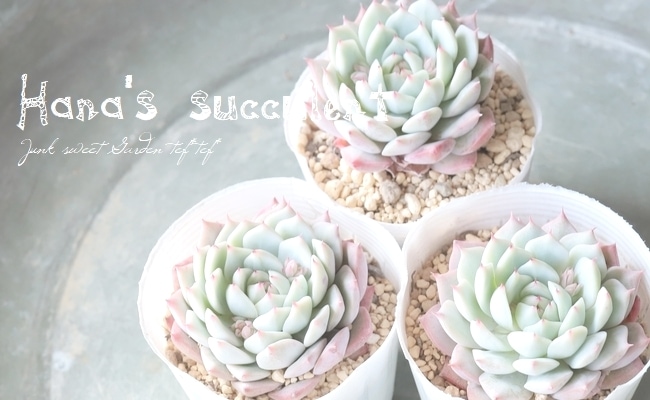 多肉植物】 エケベリア 『ティッピー』 【はなちゃんの多肉】 | すべて