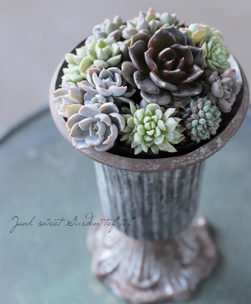 多肉植物】 『寄せ植え』 【Aタイプ】 | すべての商品 | | Junk sweet