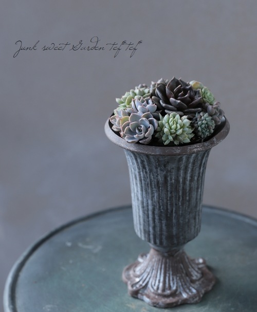多肉植物】 『寄せ植え』 【Aタイプ】 | すべての商品 | | Junk sweet