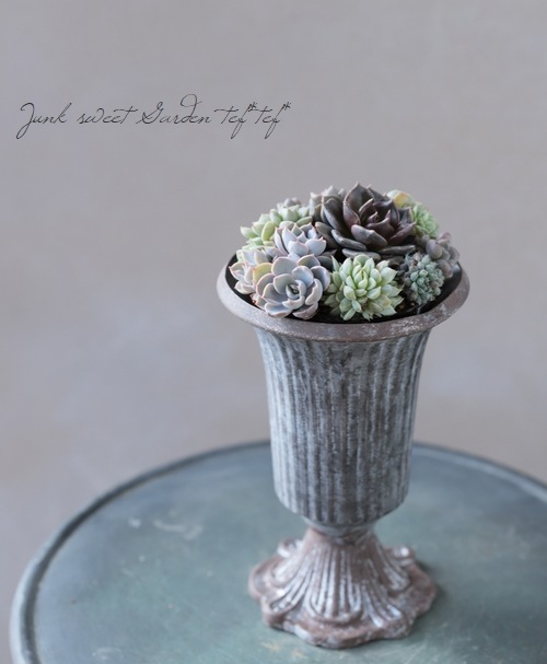 多肉植物寄せ植え❣️ 多肉植物寄せ植え（寄植えのメンテナンス✨） | CAINZ DIY Square