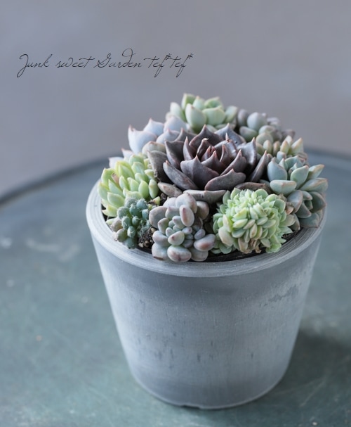 多肉植物】 『寄せ植え』 【Aタイプ】 | すべての商品 | | Junk sweet