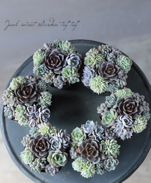 多肉植物寄せ植え❣️ 多肉植物寄せ植え（寄植えのメンテナンス✨） | CAINZ DIY Square