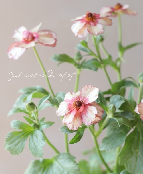 ラナンキュラス ラックスシリーズ 『テセウス』 綾園芸さん育種！生産