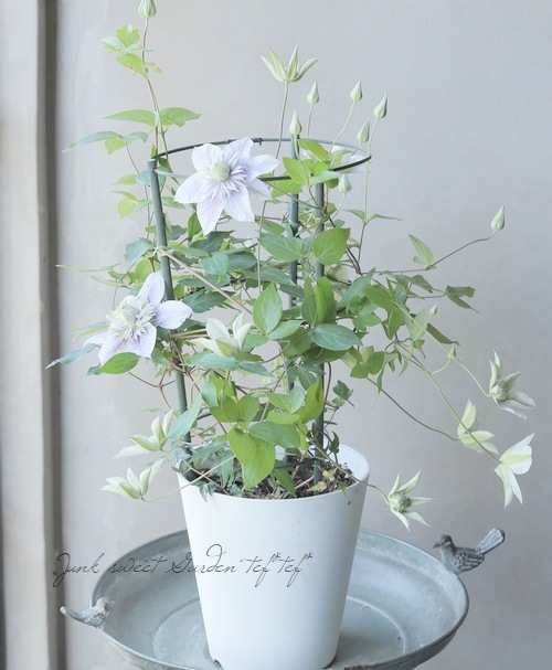 八重咲きクレマチス 『水面の妖精』 個人育種家・廣田哲也さん作出