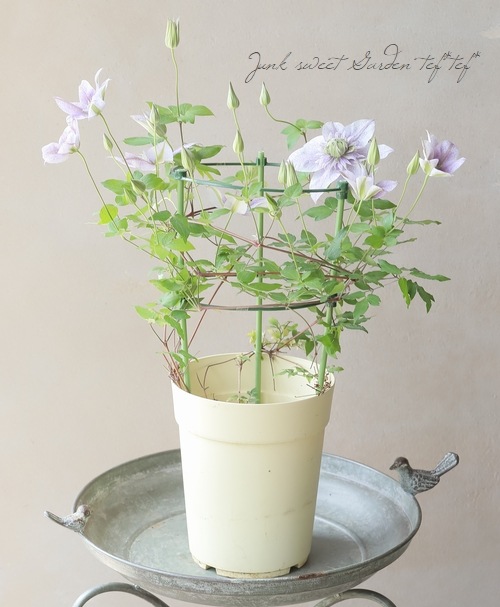 八重咲きクレマチス 『水面の妖精』 個人育種家・廣田哲也さん作出