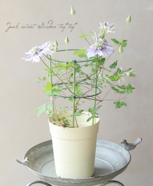 お買得！開花株６号鉢✺特級品！水面の妖精・クレマチス❧① お買得！開花株6号鉢✺特級品！水面の妖精・クレマチス❧①