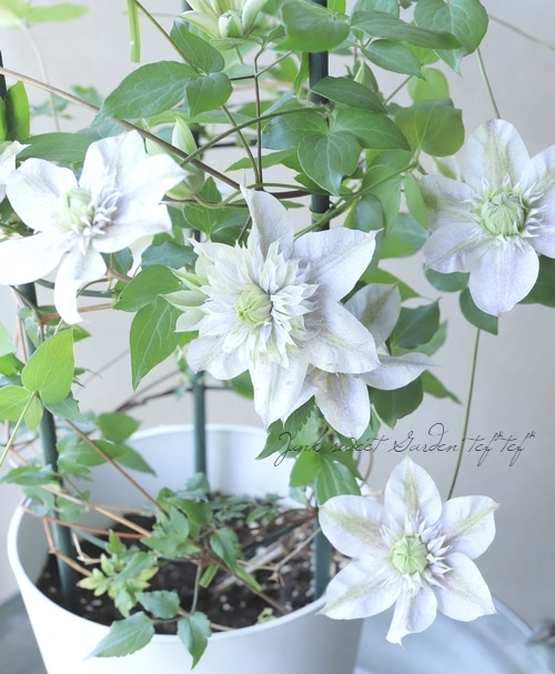 八重咲きクレマチス 『水面の妖精』 個人育種家・廣田哲也さん作出