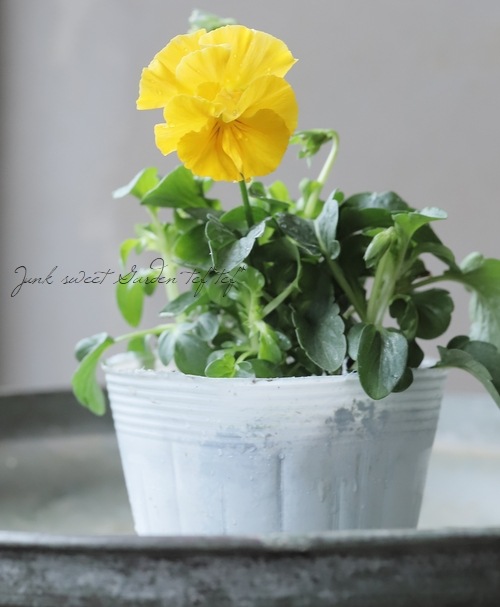 ○桂楓園さんのパンジー・フェデネージュ 『クレープノーブル』 変わり