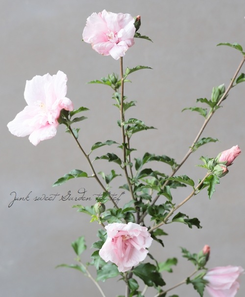 ムクゲ ローズオブシャロン ピンクシフォン すべての商品 Junk Sweet Garden Tef Tef