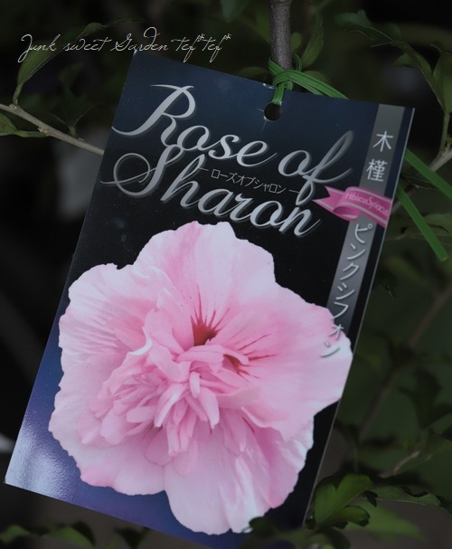 ムクゲ ローズオブシャロン 『ピンクシフォン』 | すべての商品