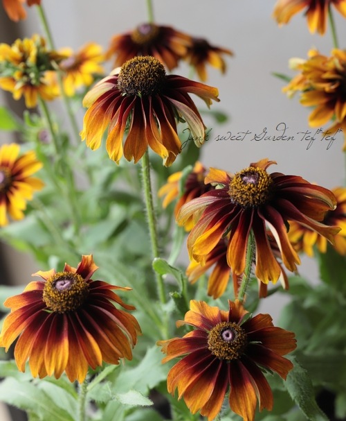 ルドベキア チョコスマイリーズ すべての商品 Junk Sweet Garden Tef Tef