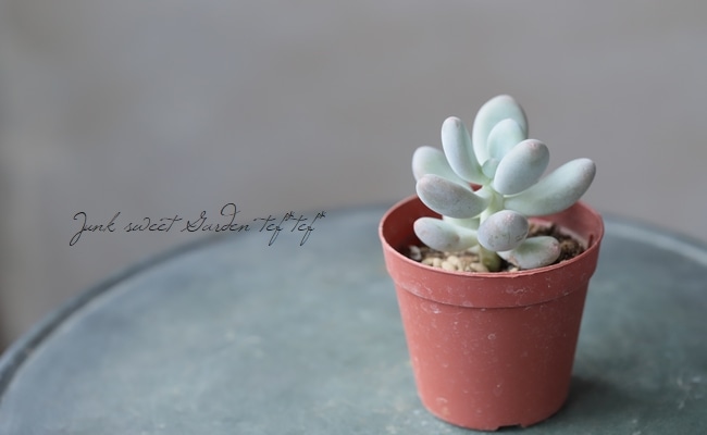 多肉植物】 『月美人』 パキフィツム属☆ | すべての商品 | | Junk
