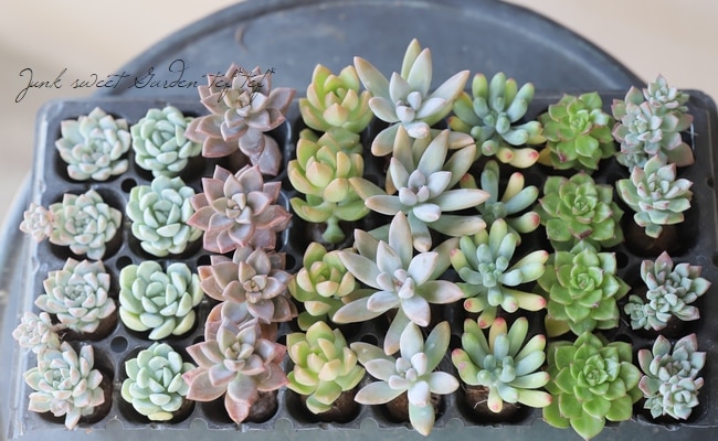 多肉植物】 プラグ苗 8苗セット☆ | すべての商品 | | Junk sweet