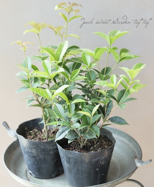 銀木犀-ギンモクセイ-『七変化』 | すべての商品 | | Junk sweet