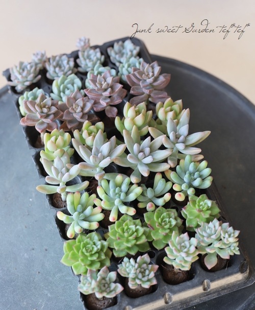 多肉植物】 プラグ苗 8苗セット☆ | すべての商品 | | Junk sweet