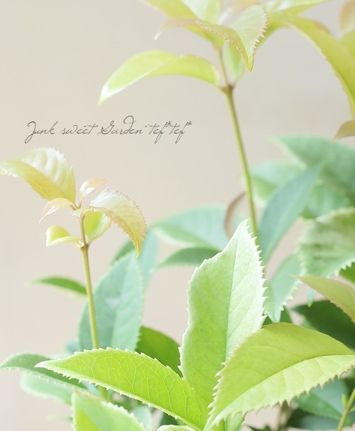 銀木犀-ギンモクセイ-『七変化』 | すべての商品 | | Junk sweet