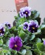B��F��S collaboration �ߤ�ȥ���ܥӥ��顡��No.8��