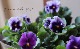 B��F��S collaboration �ߤ�ȥ���ܥӥ��顡��No.8��