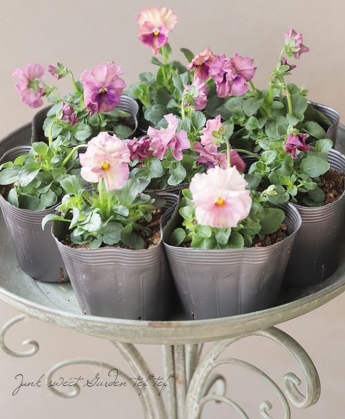 ハンドメイド　ビオラ ☆みもとビオラ 『チェリーズ』 2022年新品種！ | すべての商品